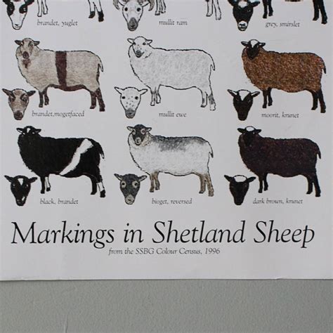 Shetland Sheep Colour and Markings Poster – moorit