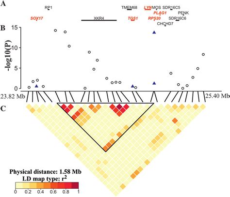 —Detailed view of the region on chromosome 14 delineated by the... | Download Scientific Diagram