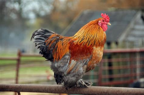 Complete Cochin Chicken Guide: 6 Must Read Facts | Chickens And More