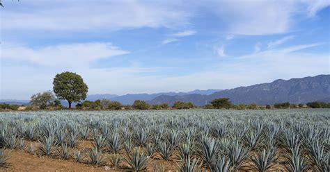 Types of Agave—How Many Are There? | Mezcal Rosaluna: Mezcal is Magic