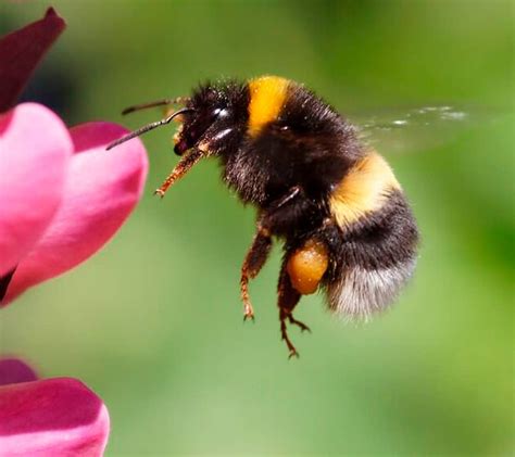 Bumble Bee Control Toronto Affordable Bumble Bee Exterminator Toronto