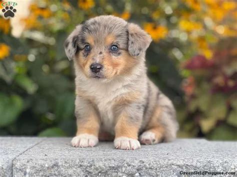 Welsh Corgi Mix Puppies For Sale | Greenfield Puppies