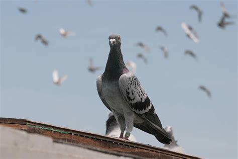 Best Homing Pigeon Stock Photos, Pictures & Royalty-Free Images - iStock