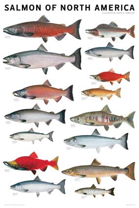 Salmon of North America Poster | Independent Publishers Group