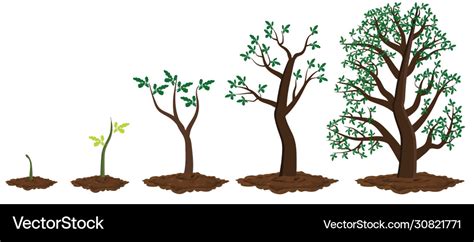 Tree growth stages Royalty Free Vector Image - VectorStock