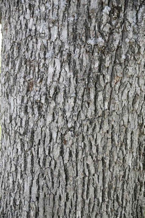 White Oak Bark: The Gift from the Ancient Gods