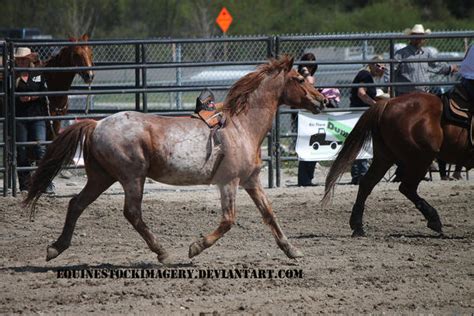 Bronc Riding 3 by EquineStockImagery on DeviantArt