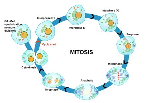 Diagram Of Mitosis Process