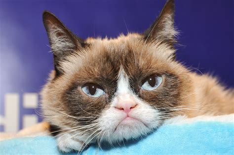 Report that Grumpy Cat made $99.5 million in two years is "completely inaccurate" - Vox