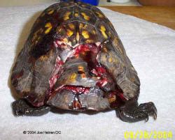 North American Box Turtles - Hit by Cars