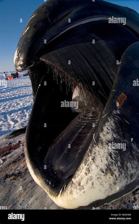 Bowhead whale mouth hi-res stock photography and images - Alamy