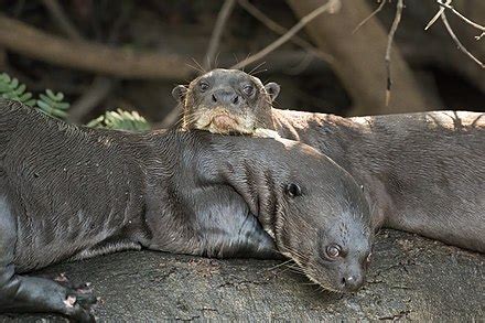 Giant otter - Simple English Wikipedia, the free encyclopedia