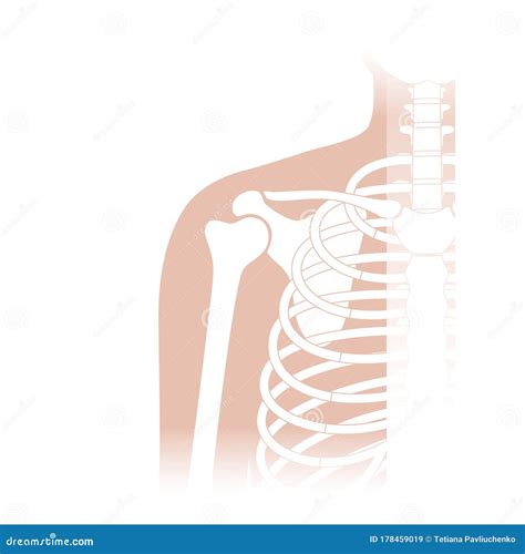 Human Shoulder Joint Anatomy. Stock Vector - Illustration of shoulder, icon: 178459019