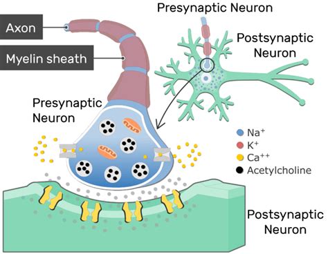 Neurotransmitter Release At Cholinergic Synapses | GetBodySmart