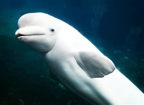 Beluga Whale Size Comparison: Just How Big Do They Get? - A-Z Animals