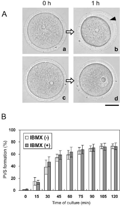 Figure 1 from The perivitelline space-forming capacity of mouse oocytes is associated with ...