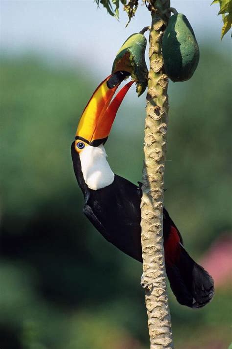 Toco Toucan (Ramphastos toco). | Toco toucan, Pet birds, Exotic birds