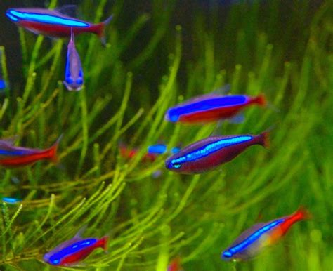 PECES DE AGUA DULCE | 15 especies, características y cuidados