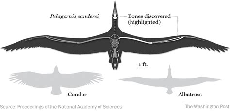 Giant Fossil Bird: Unearthed Remains of the Largest Avian Creature