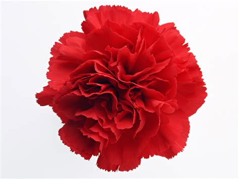 Red Carnation