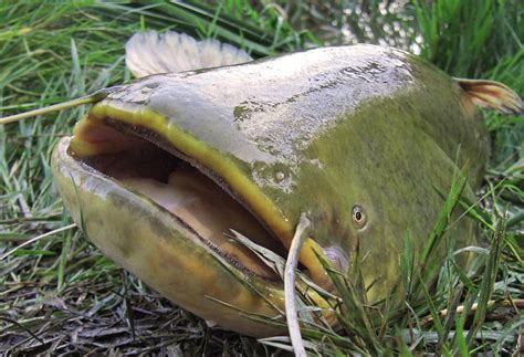 Are the Radiation Levels in the Cooling Ponds of Chernobyl Causing Giant Catfish?