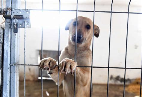 5 Ways to Help Shelter Dogs When You Can’t Adopt - The Dogington Post