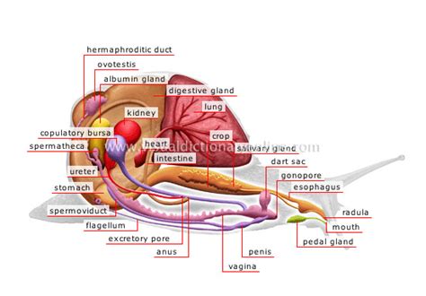 Freshwater Snail Anatomy