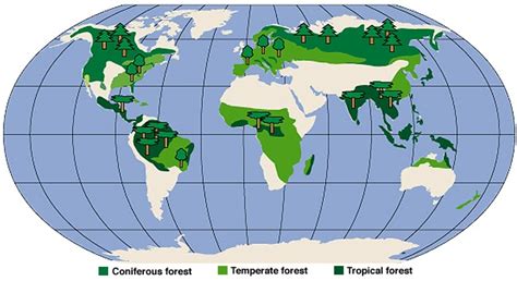 Forest Life : Forest Temperate