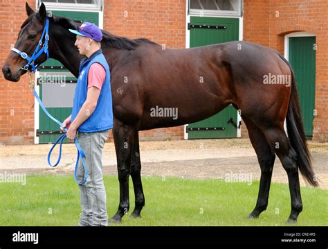 Black caviar racehorse hi-res stock photography and images - Alamy