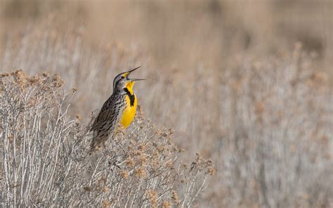 Western Meadowlark | Audubon Field Guide