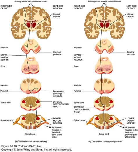 lateral corticospinal tract | Medical anatomy, Neuroscience, Neurology