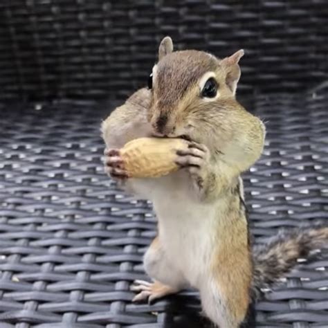 A Greedy Little Chipmunk Leaves a Single Peanut Behind After Reaching ...