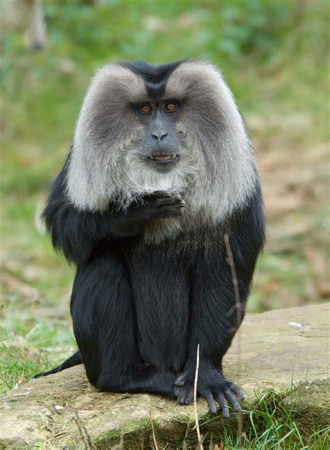 Macaque | Classification & Facts | Britannica