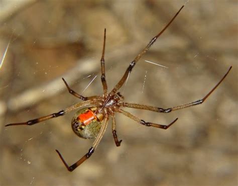 Araña viuda marrón (Latrodectus geometricus) - Picture Insect