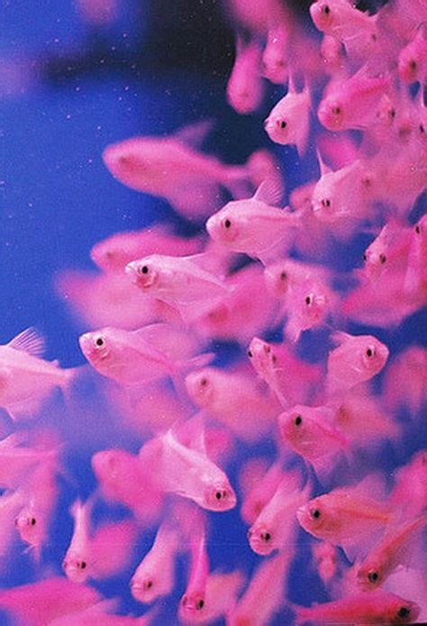 20 PINK FISH ideas | pink fish, fish, beautiful fish