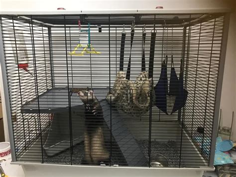 Ferret with large cage | in Bradford, West Yorkshire | Gumtree