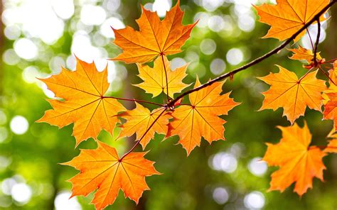 Yellow maple leaves, autumn, bokeh wallpaper | nature and landscape | Wallpaper Better