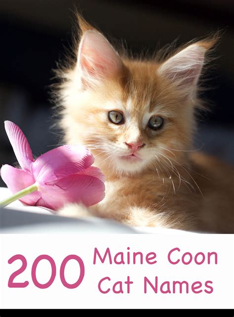 200 Wonderful Maine Coon Cat Names – Fuzionella