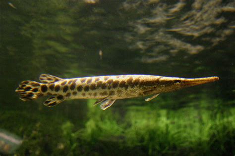 Species #89 — Spotted Gar | CaughtOvgard