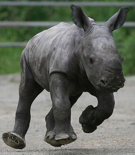 Baby Rhino - Rhinos Photo (20108348) - Fanpop