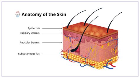 Papillary Layer And Reticular Layer Of Dermis