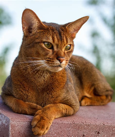 Abyssinian Cat Breed: Characteristics, Temperament, Cat Care