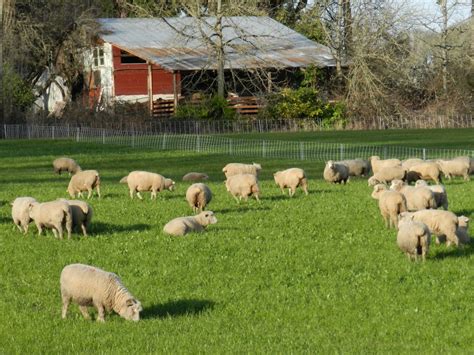 Sheep at Wattenpaugh Farm - Farmland LPFarmland LP