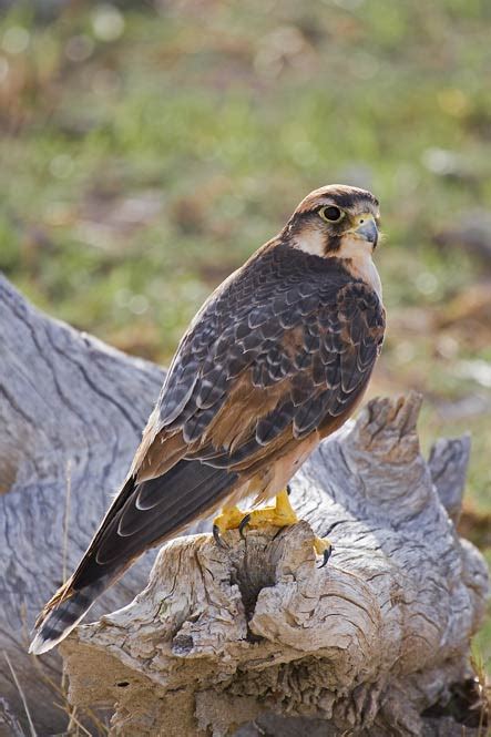 NAMIBIA: Lanner Falcon