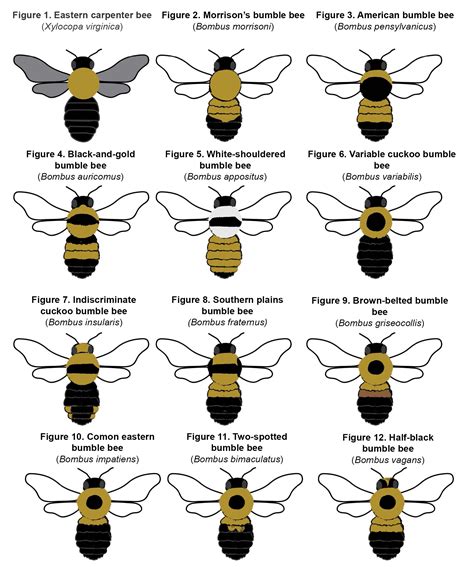 Honey Bee Species Identification Chart – NBKomputer