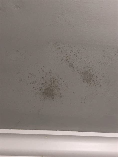 Mildew On Walls