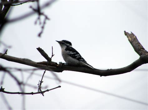 Downy versus Hairy Woodpecker – Michigan Birder