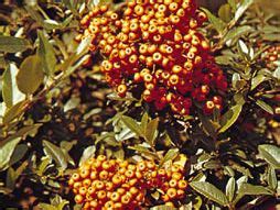 Firethorn | Evergreen, Ornamental, Thorns | Britannica