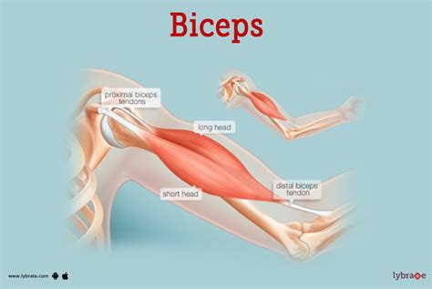 Biceps (Human Anatomy): Picture, Function, Diseases, Tests, and Treatments