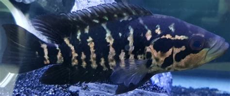 Jaguar cichlid male or female? | MonsterFishKeepers.com